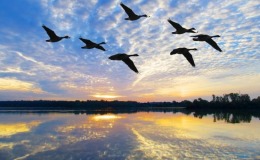 Wild Geese: Mary Oliver